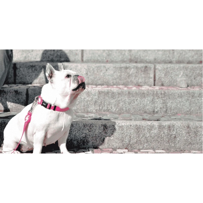 Περιλαίμιο Σκύλου Dashi Solid Pink Collar XSmall 1x23-38cm Σκύλοι