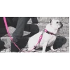 Λουρί, Οδηγός Σκύλου Dashi Solid Pink Leash Large 2,5x120cm Σκύλοι