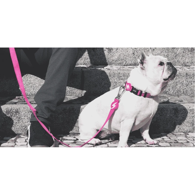 Λουρί, Οδηγός Σκύλου Dashi Solid Pink Leash Small 1,5x120cm Σκύλοι