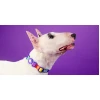 Περιλαίμιο Σκύλου Dashi Betty You Collar Small 1,5x28-42cm Σκύλοι