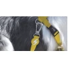 Λουρί, Οδηγός Σκύλου Dashi Solid Yellow Leash Large 2,5x120cm Σκύλοι