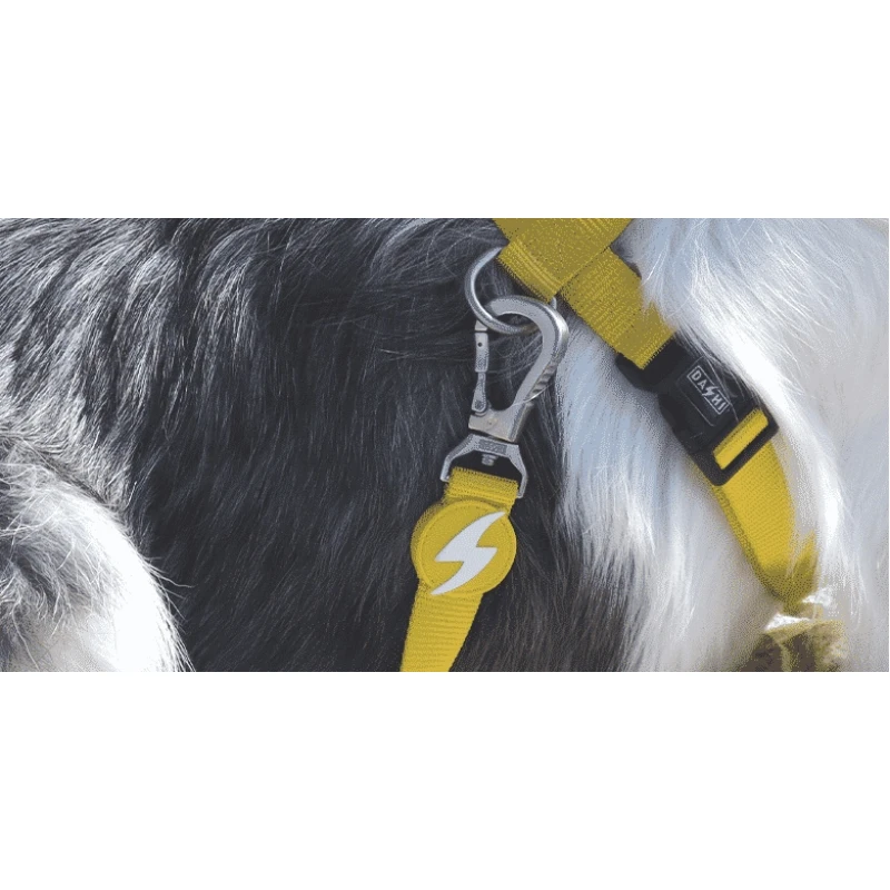 Λουρί, Οδηγός Σκύλου Dashi Solid Yellow Leash Large 2,5x120cm Σκύλοι