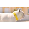 Περιλαίμιο Σκύλου Dashi Colorflex Yellow Collar Small 1,5x28-42cm Σκύλοι