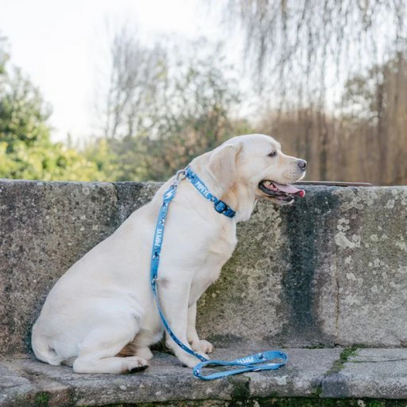 Περιλαίμιο Σκύλου Dashi Popeye Collar Small 1,5x28-42cm Σκύλοι