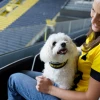 Περιλαίμιο Σκύλου Hunter Collar Neopren Reflect 55 M-L 4,5x44-51cm Borussia Dortmund Σκύλοι