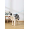 Λουρί, Οδηγός Σκύλου M-Pets Gentle Dog Leash Large 2,5x120cm Πράσινο Σκύλοι