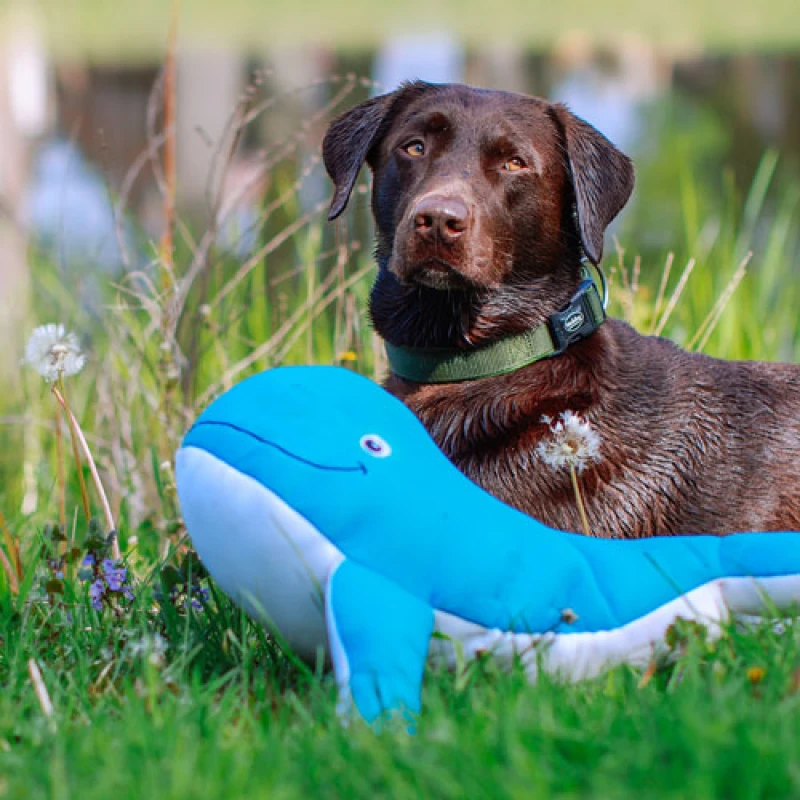 Παιχνίδι Σκύλου Nobby Whale Floating Φάλαινα με Ήχο 48cm Μπλε Σκύλοι